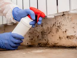 Trusted West Haven, CT Mold Inspection Experts